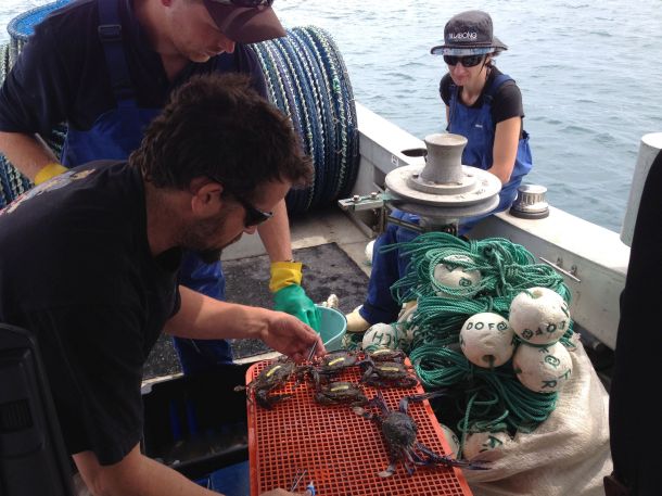 Fishos asked to help crab tagging program